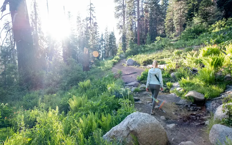 Woman walking along a forest path through ferns