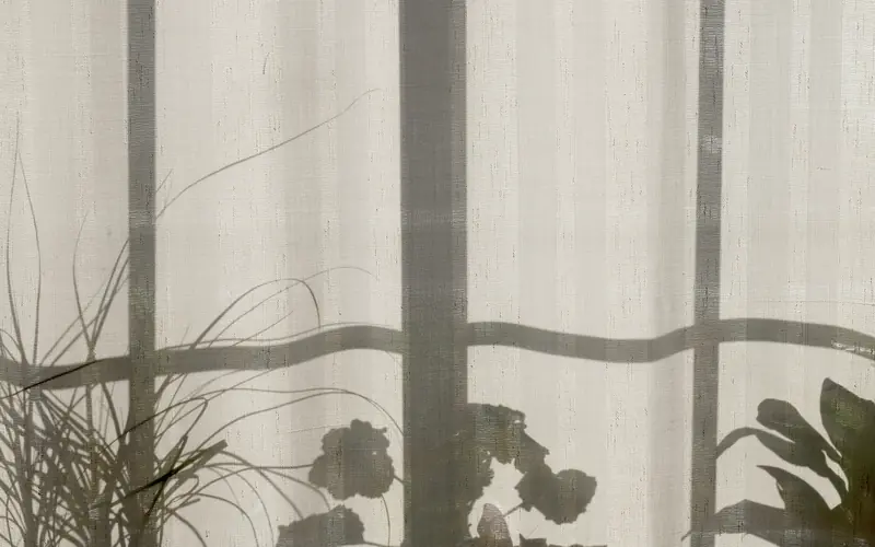 Sheer curtain over a window with houseplants casting shadows